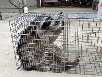 Little Rock pest control